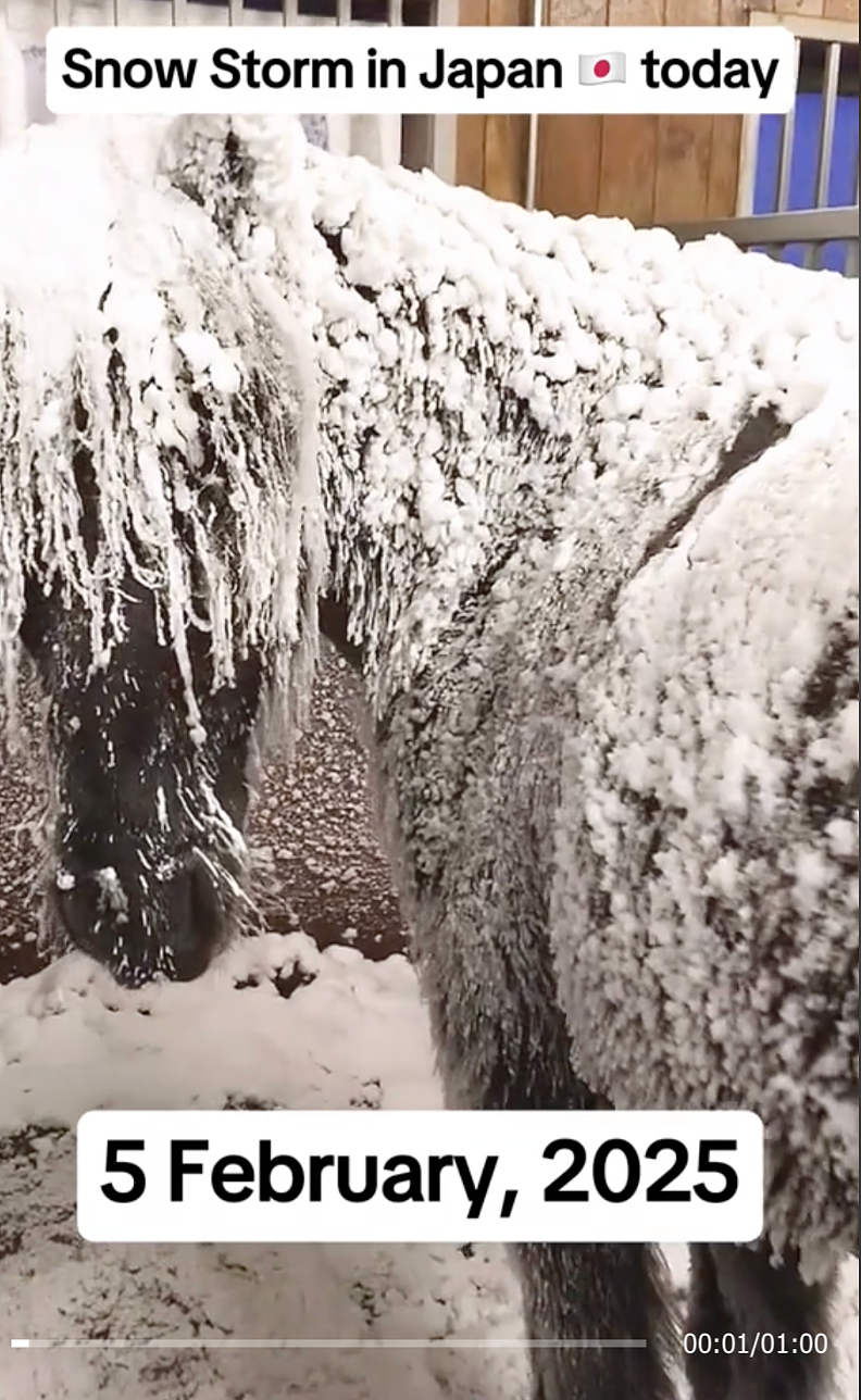 日本一夜下1米多大雪！车被埋掉，出门像挖地道，太糟心...（组图） - 4