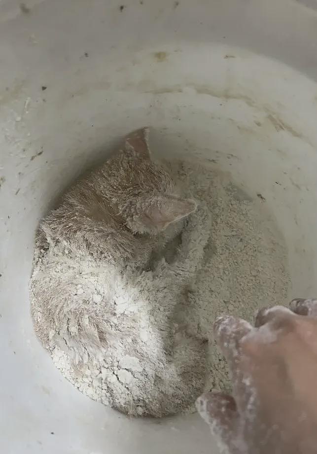 【宠物】小奶猫裹上面包糠准备被油炸，网友质疑虐猫正想怒骂！细看后下一秒默默流泪...（组图） - 4