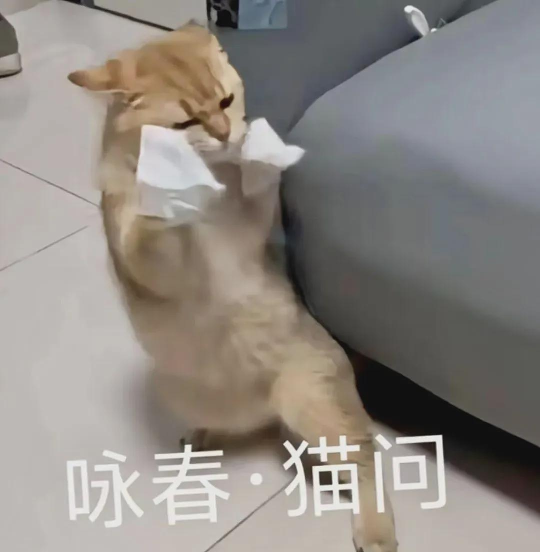 【宠物】小奶猫裹上面包糠准备被油炸，网友质疑虐猫正想怒骂！细看后下一秒默默流泪...（组图） - 28