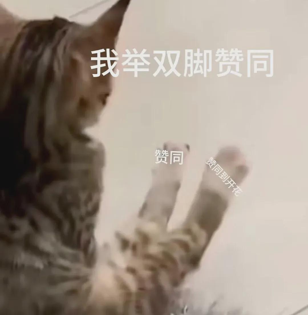 【宠物】小奶猫裹上面包糠准备被油炸，网友质疑虐猫正想怒骂！细看后下一秒默默流泪...（组图） - 18