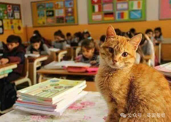 奇葩！澳洲一男老师上课变猫，戴猫耳朵还舔毛，逼学生喊自己“咕噜酱”？（组图） - 4