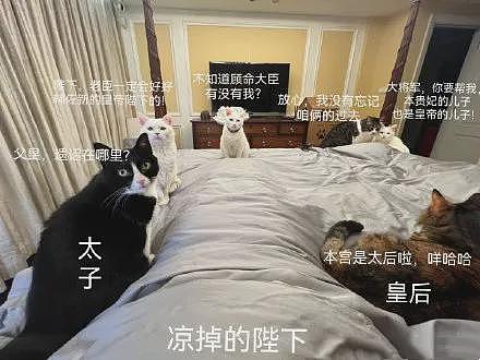 【宠物】博主说自己生病，一大群猫咪守在床边，网友酸了：好像在等吃尸体...（组图） - 5