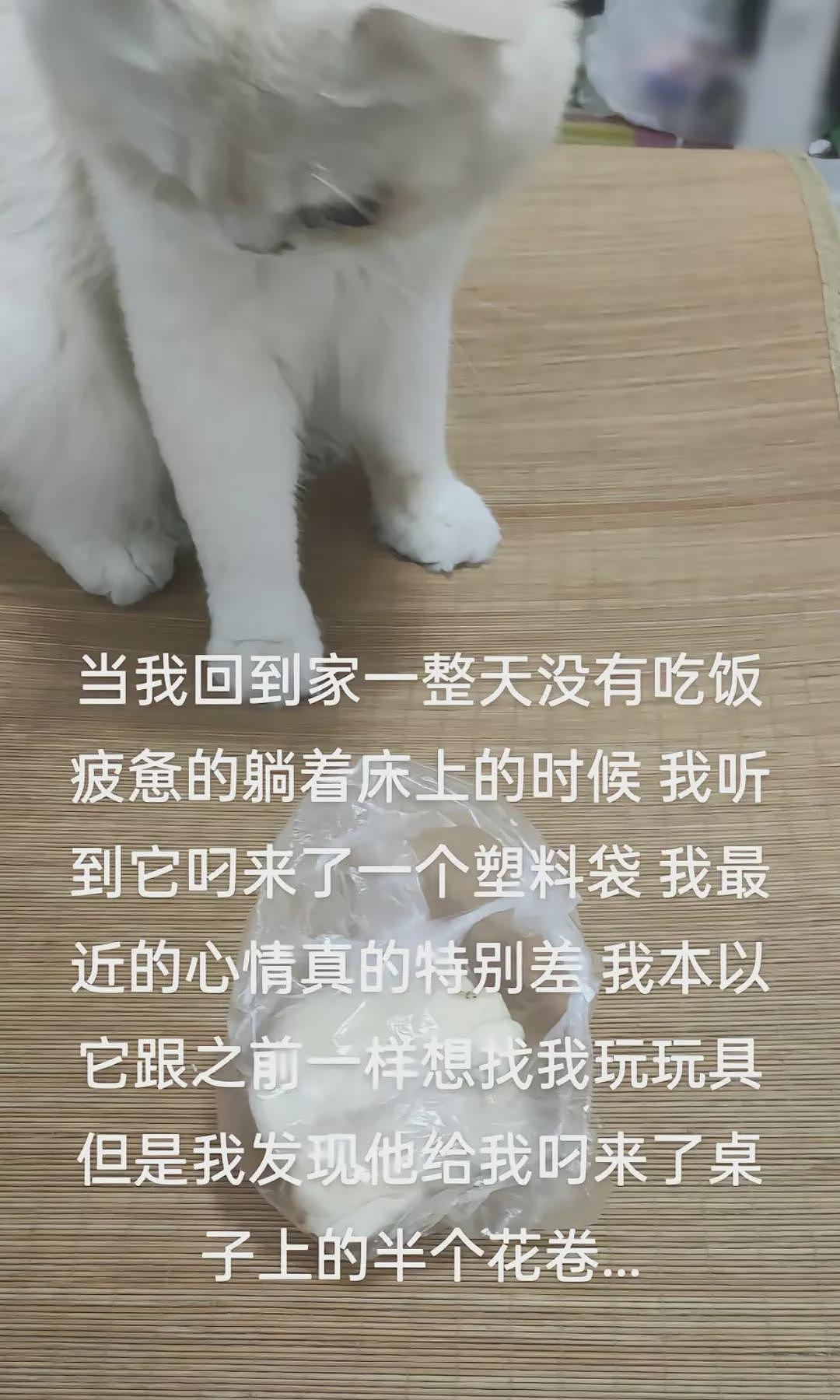 【宠物】博主说自己生病，一大群猫咪守在床边，网友酸了：好像在等吃尸体...（组图） - 6