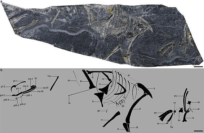 中国发现全球最古老鸟类，鸟类起源时间提早近2000万年（组图） - 3