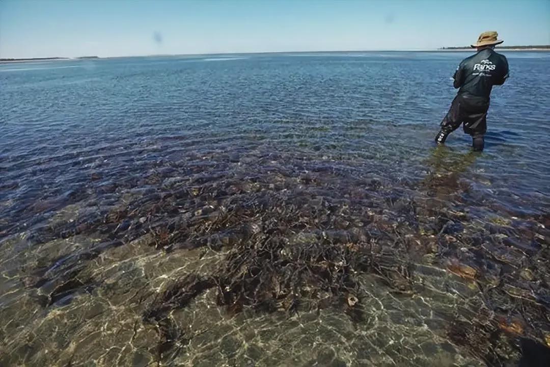 大闸蟹又又还在澳洲泛滥？野兔，海胆，鲤鱼各种泛滥，澳洲人民太难了...（组图） - 15