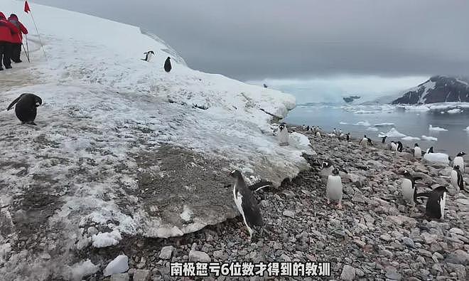 “没赔偿，感觉很亏”！数百人滞留南极，一大半是中国人！有游客称一行人多花20万元（组图） - 1