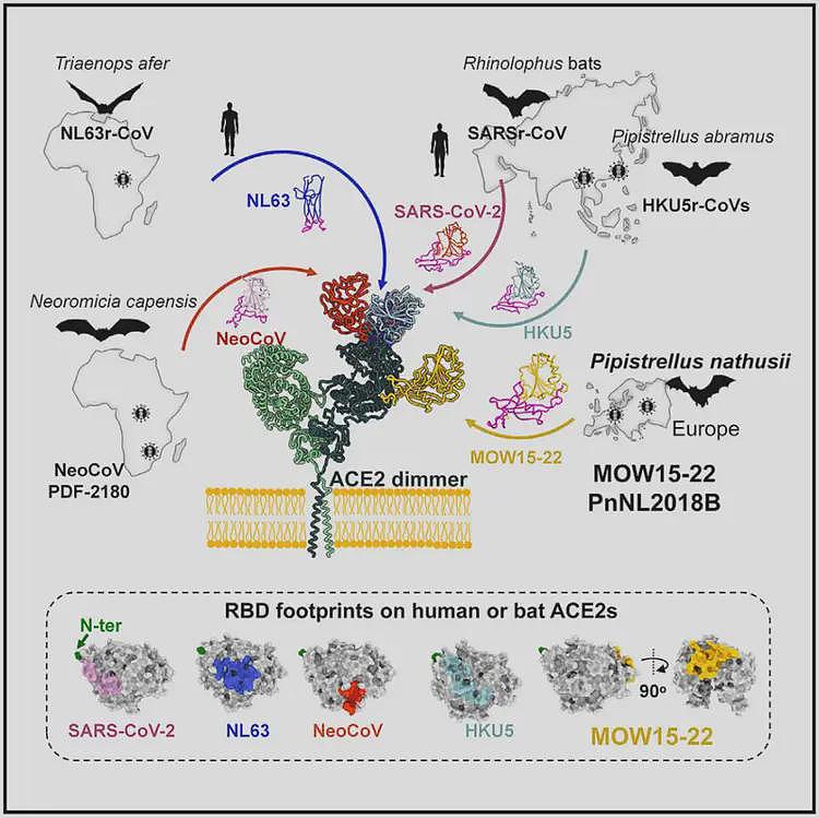石正丽团队再发Cell，发现利用人类ACE2感染入侵的新型蝙蝠冠状病毒（组图） - 4