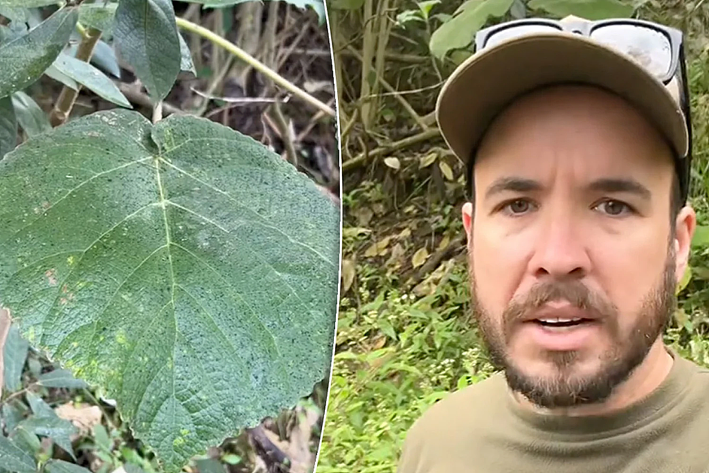 在澳洲，千万小心这种植物，比毒蛇还毒！摸后剧痛难忍（组图） - 2