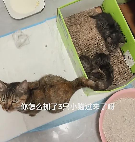 【宠物】小姐姐嫌猫妈妈只生2娃太少了，结果它叼来一堆...网友：亲生的不够，偷别人的来凑（组图） - 5