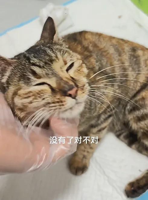 【宠物】小姐姐嫌猫妈妈只生2娃太少了，结果它叼来一堆...网友：亲生的不够，偷别人的来凑（组图） - 8