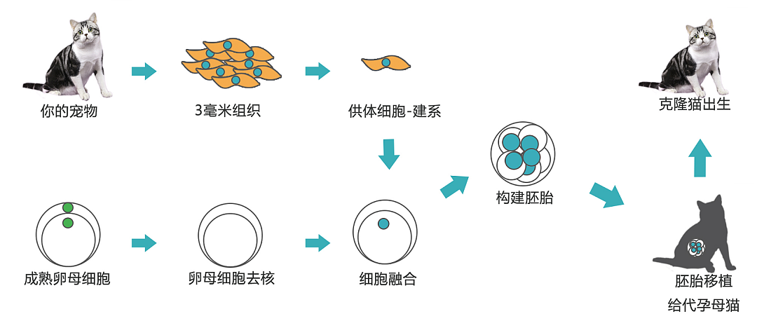 我花16万，克隆了去世的宠物狗（组图） - 5