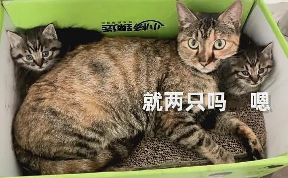 【宠物】小姐姐嫌猫妈妈只生2娃太少了，结果它叼来一堆...网友：亲生的不够，偷别人的来凑（组图） - 3