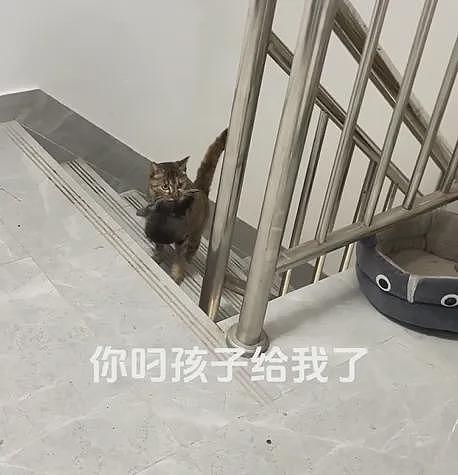 【宠物】小姐姐嫌猫妈妈只生2娃太少了，结果它叼来一堆...网友：亲生的不够，偷别人的来凑（组图） - 2