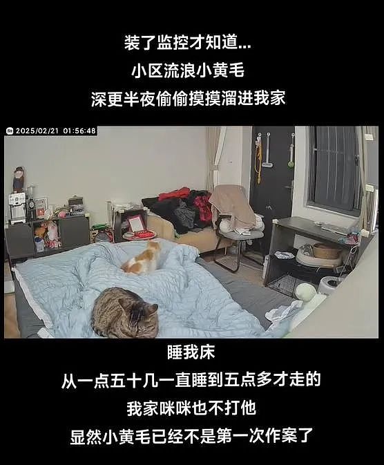 【爆笑】半夜总感觉胸口怪怪的，安了监控才发现居然是流浪的“小黄毛”...（组图） - 2