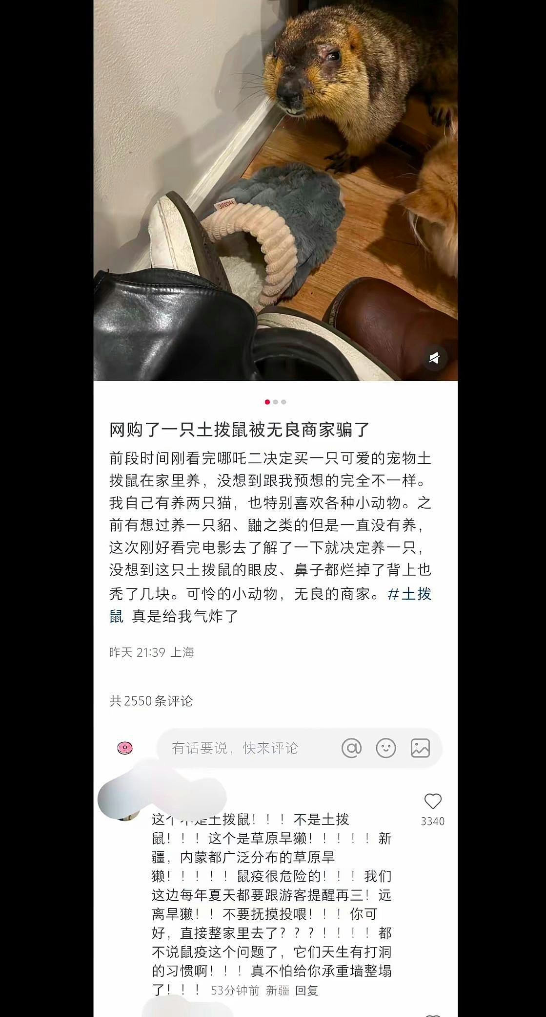 上海女子看哪吒2后网购土拨鼠竟带伤，惹鼠疫传播恐慌，卫健委科普（视频/组图） - 4