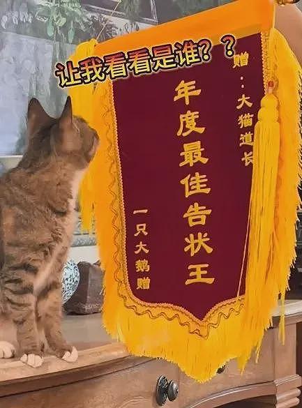 【宠物】道观的猫被欺负，护犊子道长抄竹竿就要报仇...网友问清凶手后爆笑：还以为是野兽呢结果就这（组图） - 10