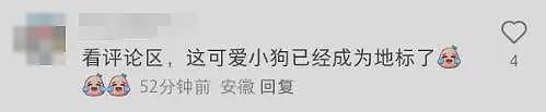 笑发财了！上海“新地标”居然是一只哈士奇？网友狂晒偶遇照（组图） - 19