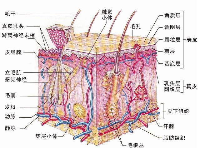 澳洲最后一名塔斯马尼亚女子临死前哀求：别解剖和展览我！却未能如愿（组图） - 14