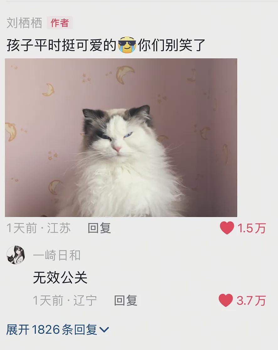 【宠物】小姐姐晒图被自家布偶猫丑笑了，网友不信，一看图：对不起，没忍住哈哈哈哈（组图） - 3