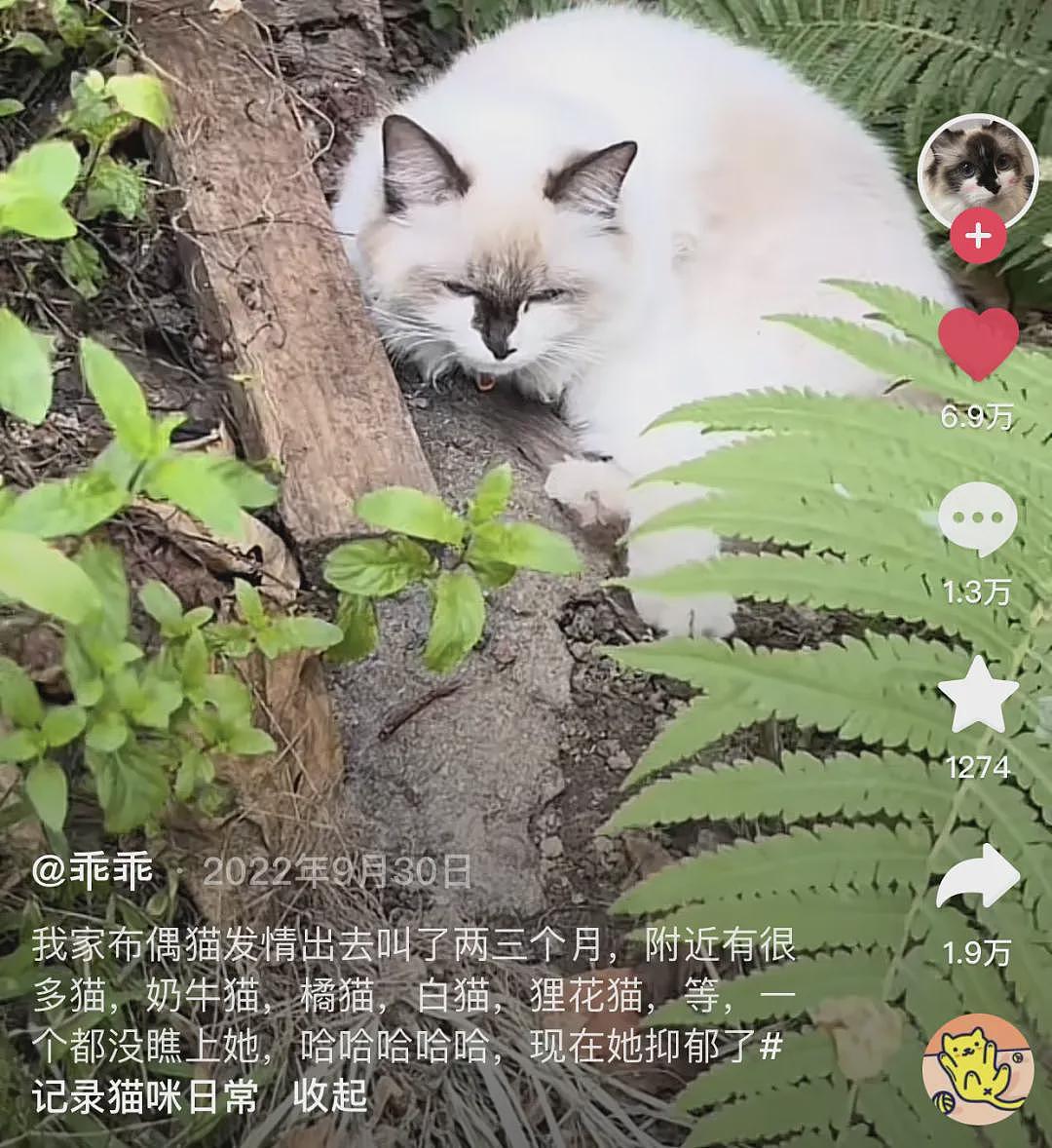 【宠物】小姐姐晒图被自家布偶猫丑笑了，网友不信，一看图：对不起，没忍住哈哈哈哈（组图） - 19