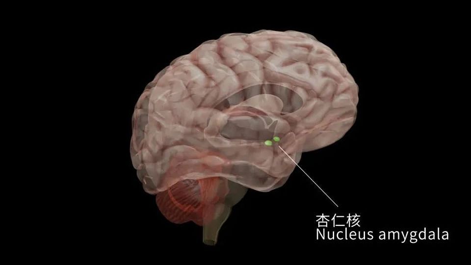 热搜爆了！王大陆涉嫌“杀人未遂”：把好牌打烂的人都有这个特征（组图） - 4