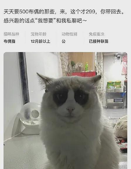 【宠物】小姐姐晒图被自家布偶猫丑笑了，网友不信，一看图：对不起，没忍住哈哈哈哈（组图） - 11