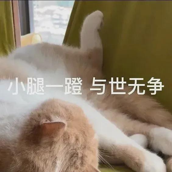 【宠物】妹子带猫绝育，嘎完后的蛋蛋医生直接丢鱼缸喂鱼？网友追着问：这鱼出吗？老补了（组图） - 17