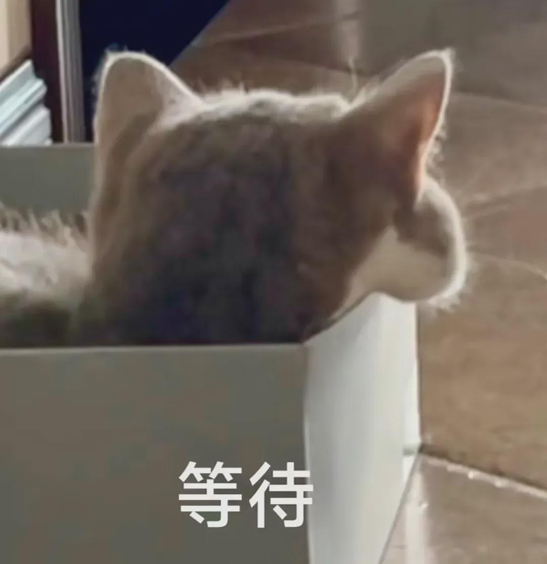 【宠物】妹子带猫绝育，嘎完后的蛋蛋医生直接丢鱼缸喂鱼？网友追着问：这鱼出吗？老补了（组图） - 15