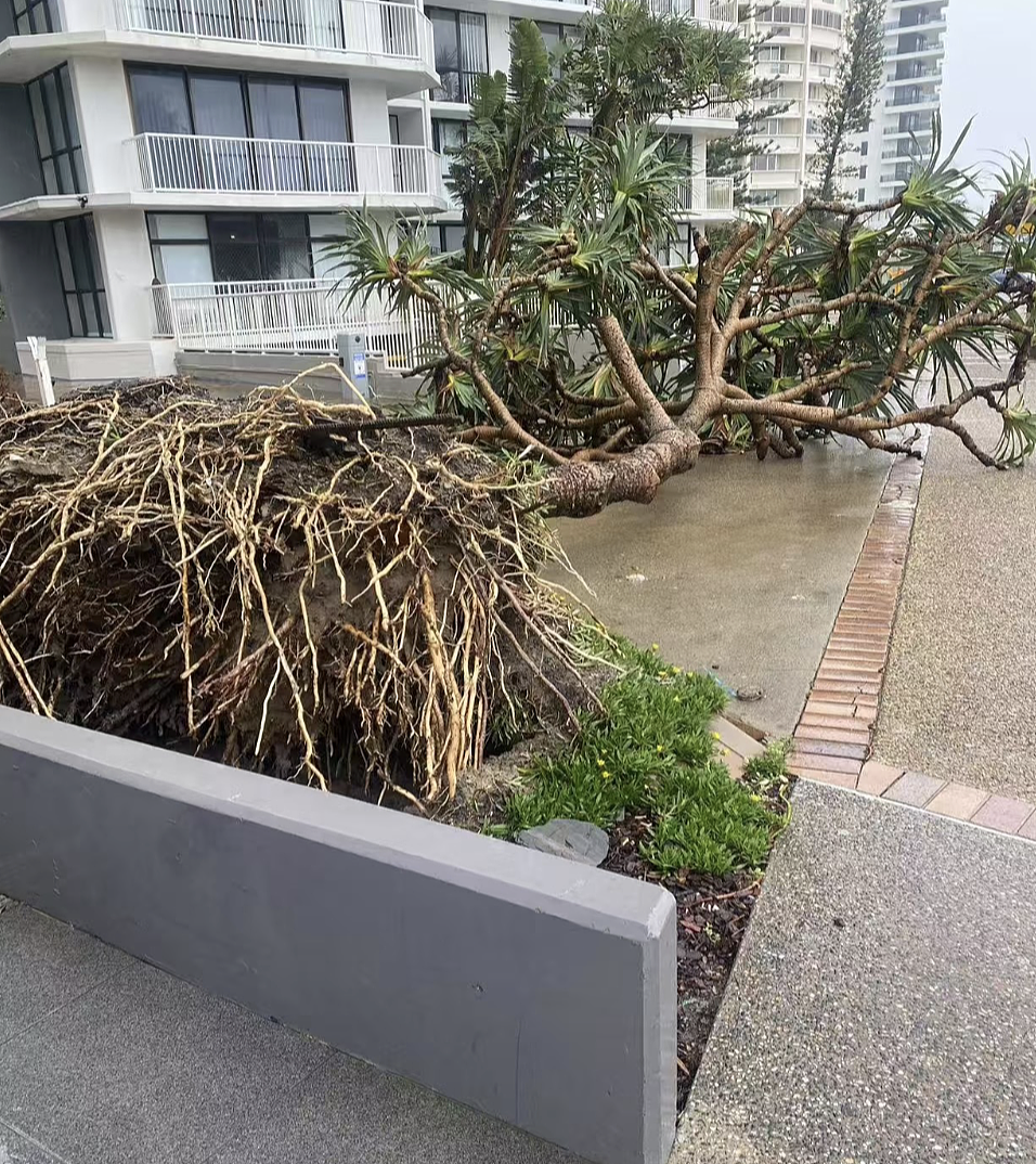 创记录巨浪狂拍黄金海岸，海滩竟冲成“断崖”！50年不遇飓风肆虐，华人惊呼：房子都在震（视频/组图） - 6