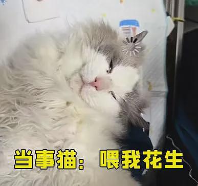 【宠物】妹子带猫绝育，嘎完后的蛋蛋医生直接丢鱼缸喂鱼？网友追着问：这鱼出吗？老补了（组图） - 10