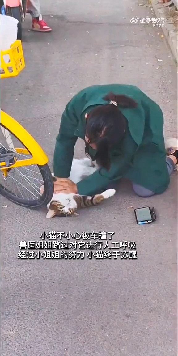 流浪猫遭单车撞倒，路过女兽医跪下做人工呼吸与死神抢生命（视频/组图） - 1