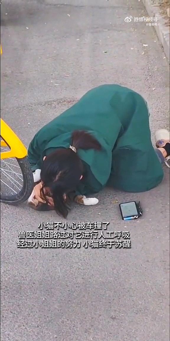 流浪猫遭单车撞倒，路过女兽医跪下做人工呼吸与死神抢生命（视频/组图） - 4