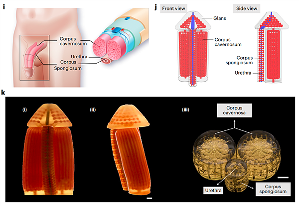 中国团队开发3D打印阴茎海绵体，恢复勃起生殖能力（组图） - 1