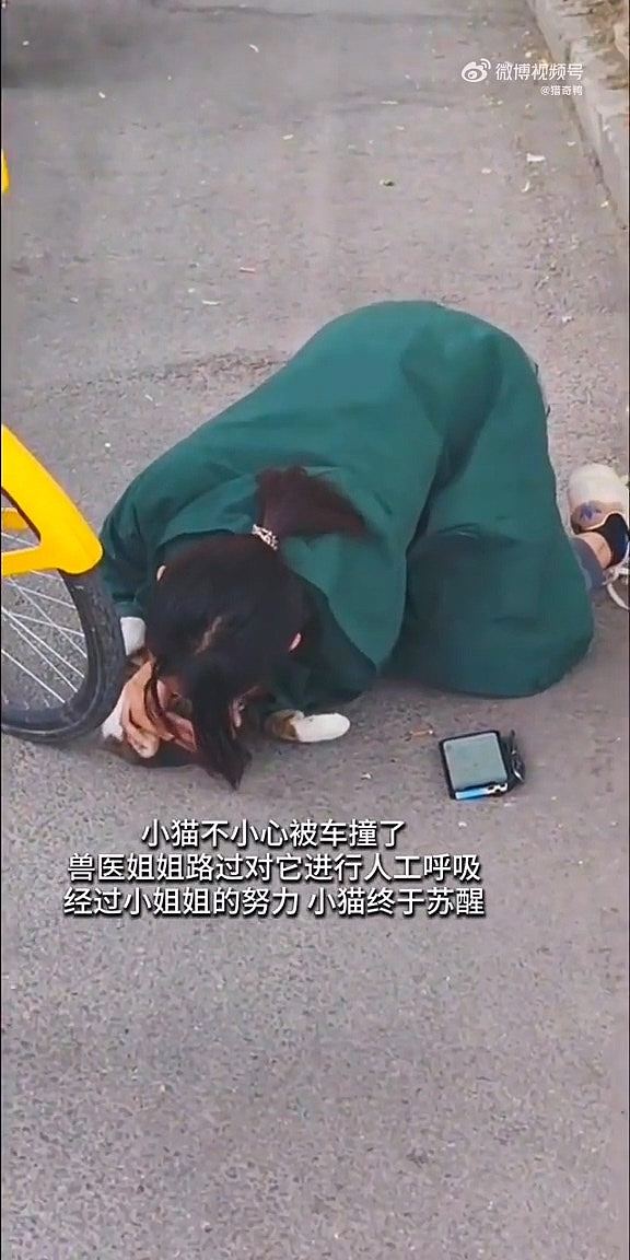 流浪猫遭单车撞倒，路过女兽医跪下做人工呼吸与死神抢生命（视频/组图） - 3