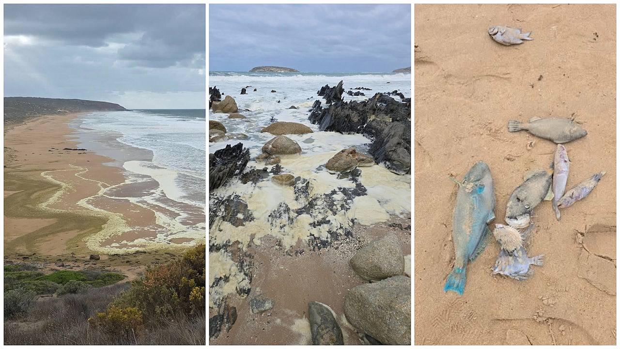 澳洲海岸浮现黄绿色泡沫，死鱼遍地，逾百名冲浪者下水后不适（组图） - 1