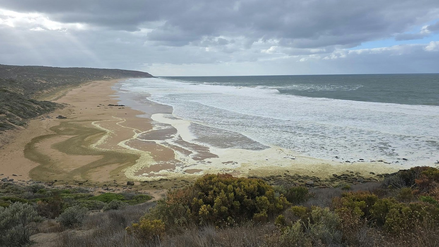 澳洲海岸浮现黄绿色泡沫，死鱼遍地，逾百名冲浪者下水后不适（组图） - 2