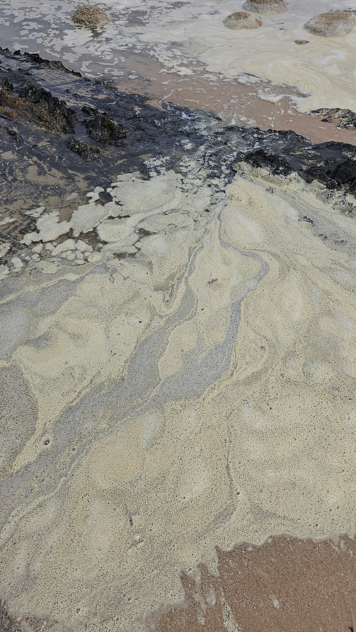 澳洲海岸浮现黄绿色泡沫，死鱼遍地，逾百名冲浪者下水后不适（组图） - 4