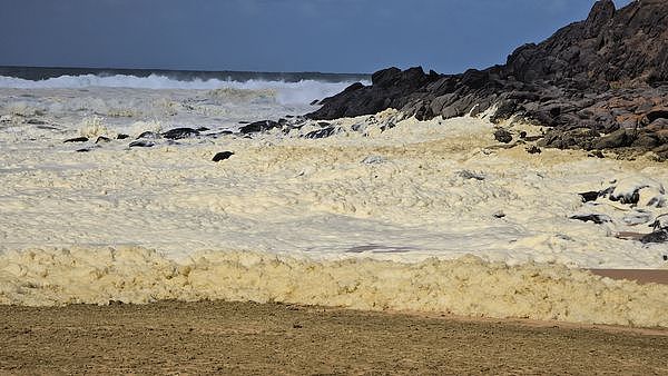 死鱼遍布！澳洲南部海边炸出“黄绿色泡沫”，100多人下水冲浪出事了...（组图） - 3