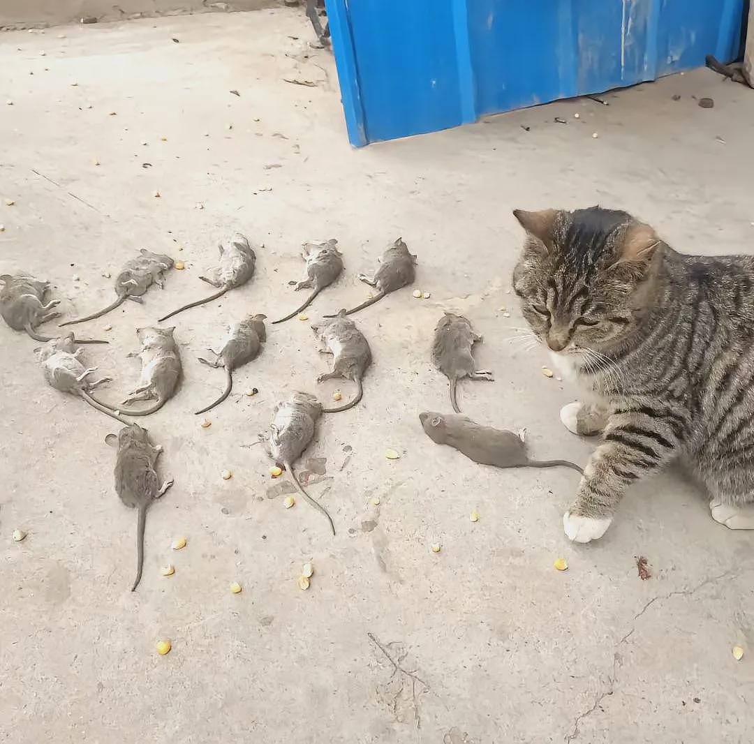 【宠物】网友捡到一只黑色豹猫，花纹超特别，会吃人吗？兽医回复让人意外（组图） - 9