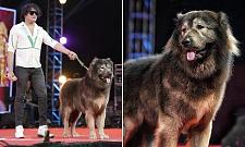 天价狼犬刷新纪录！印度富豪4000万元购入全球最贵混血犬（图）