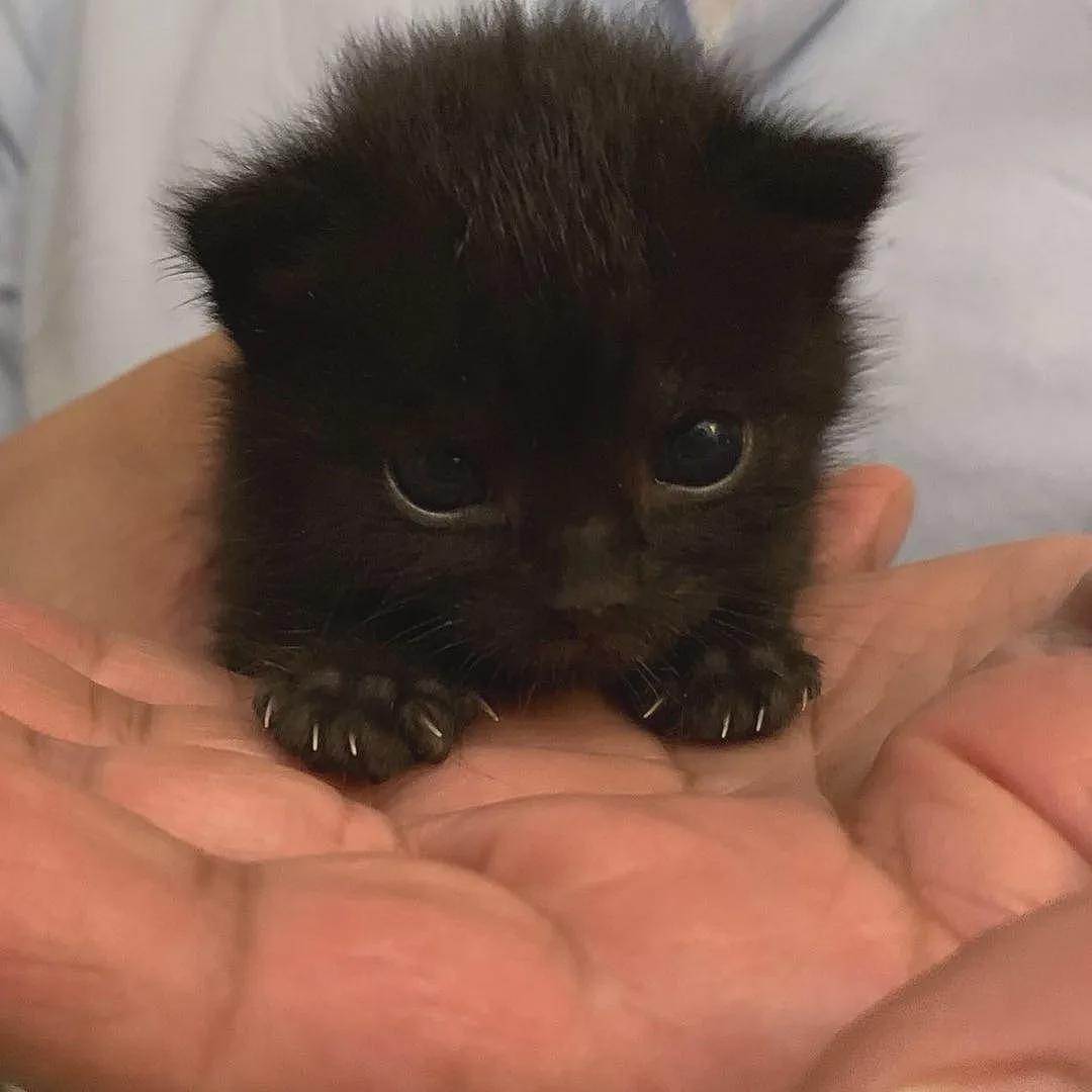 【宠物】网友捡到一只黑色豹猫，花纹超特别，会吃人吗？兽医回复让人意外（组图） - 23