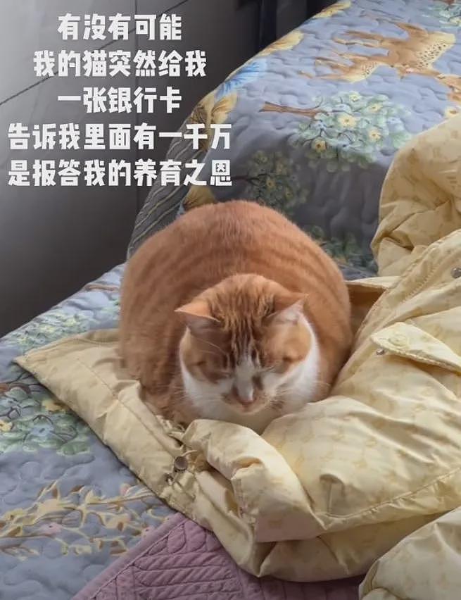 【宠物】网友捡到一只黑色豹猫，花纹超特别，会吃人吗？兽医回复让人意外（组图） - 19