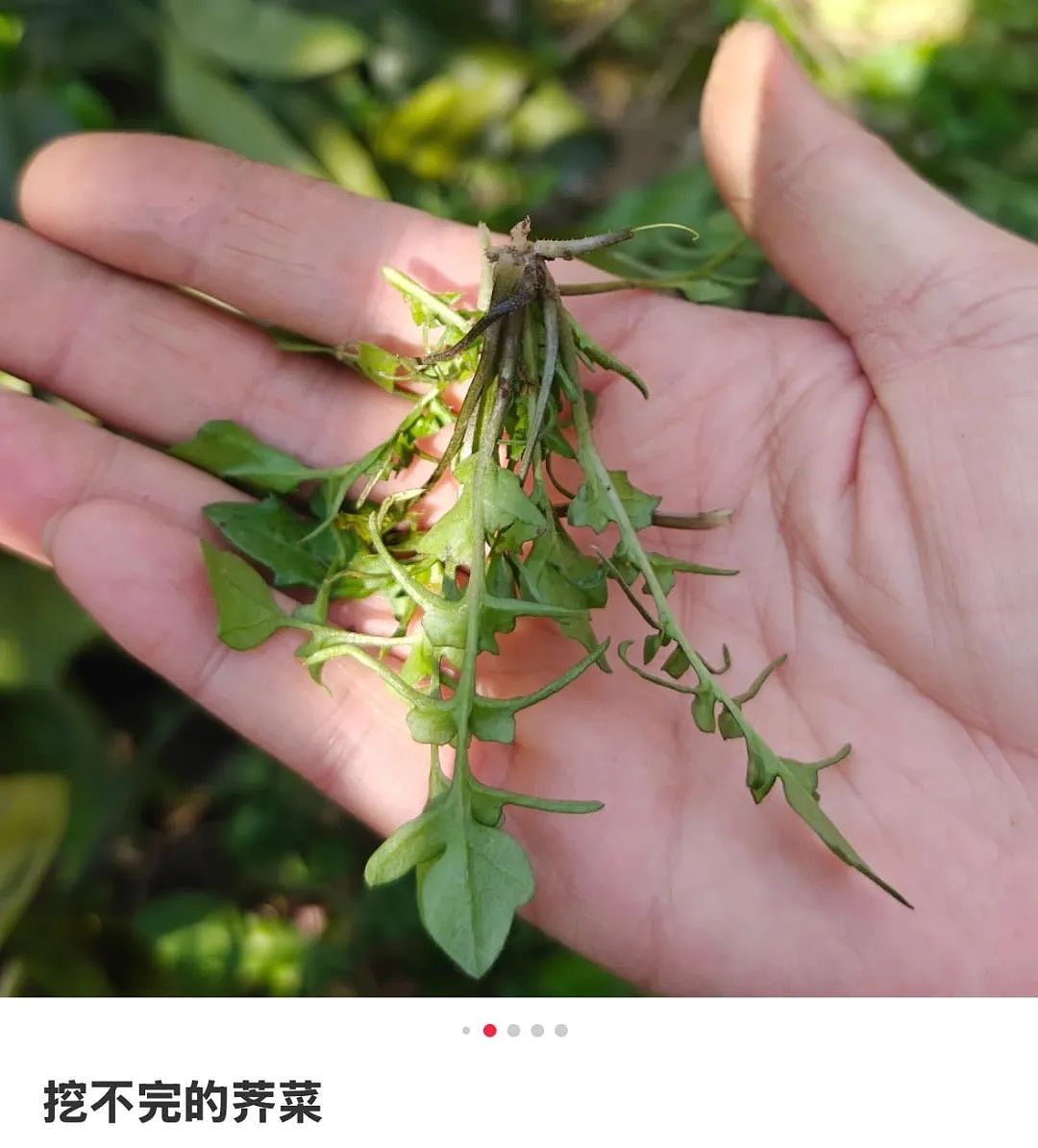 上海最狠的相亲方式：一起挖野菜 最深情的暗示（组图） - 10