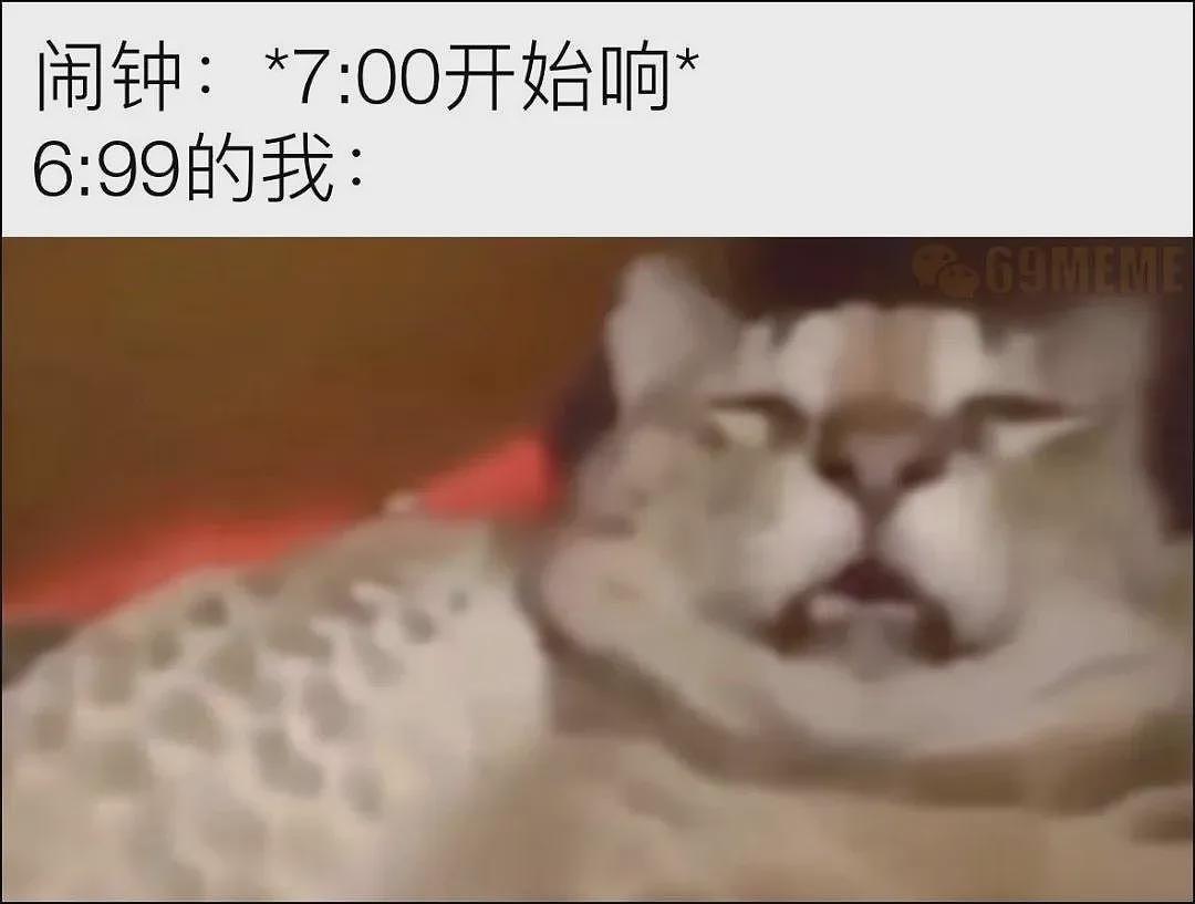 【宠物】20斤巨猫被偷一个月后送回，身上多了张纸条，网友一看差点笑死哈哈哈哈（组图） - 32