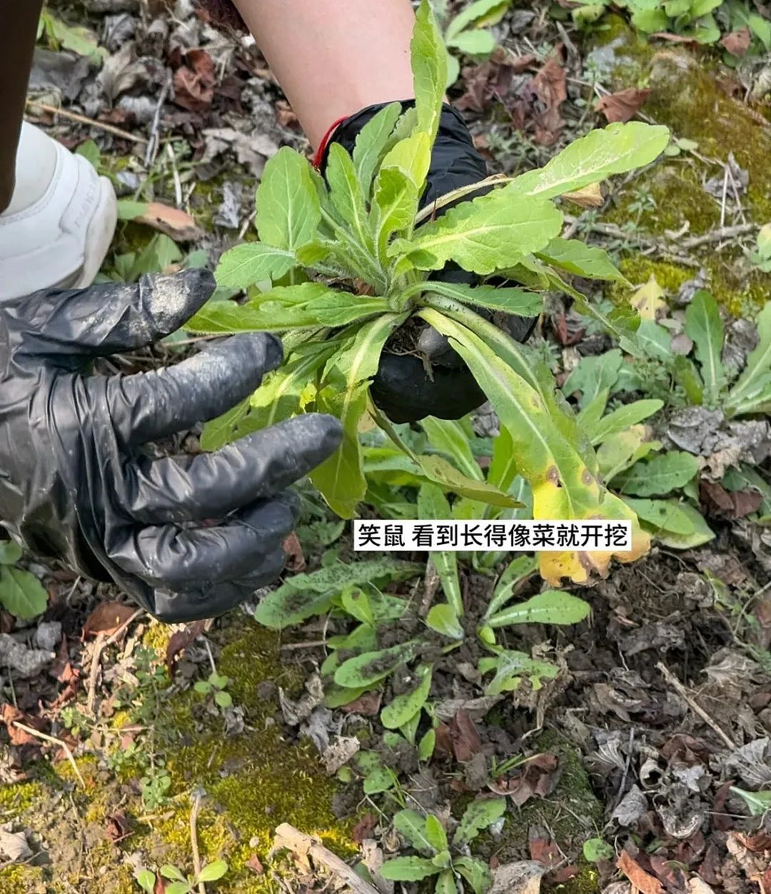 上海最狠的相亲方式：一起挖野菜 最深情的暗示（组图） - 6