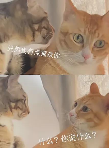 【宠物】20斤巨猫被偷一个月后送回，身上多了张纸条，网友一看差点笑死哈哈哈哈（组图） - 19