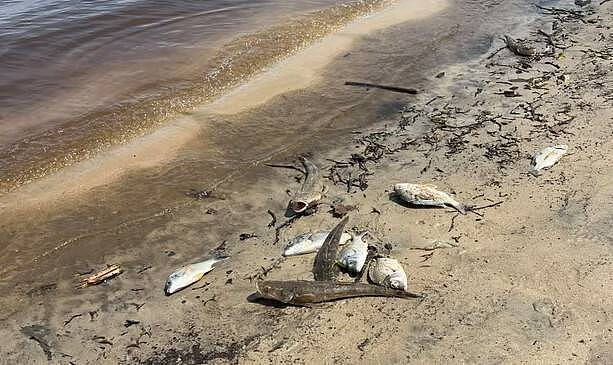 数千条鱼浮尸河面！澳洲“黑水”现象恐酿生态浩劫（组图） - 1