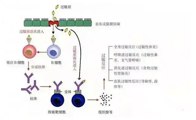 中国2亿人都有这个“富贵病”！为什么现在的过敏宝宝越来越多？（图） - 11