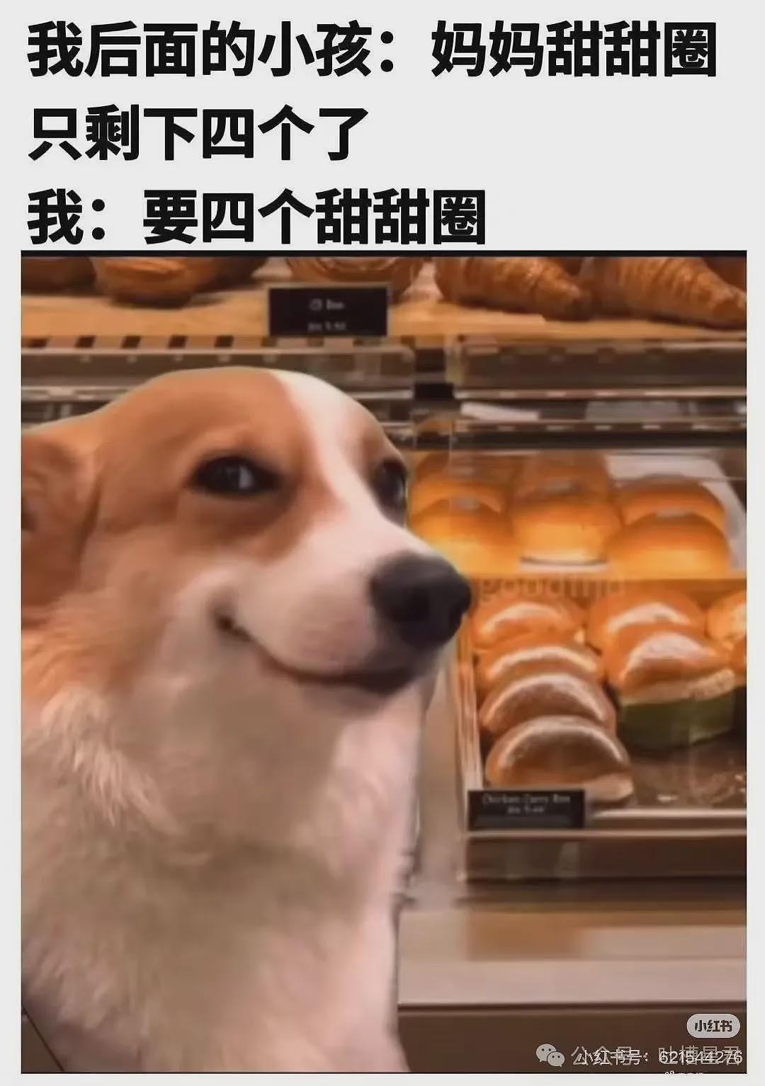 【爆笑】“用上古老梗和crush聊天是什么体验...？”啊啊啊简直梦回当年（组图） - 54