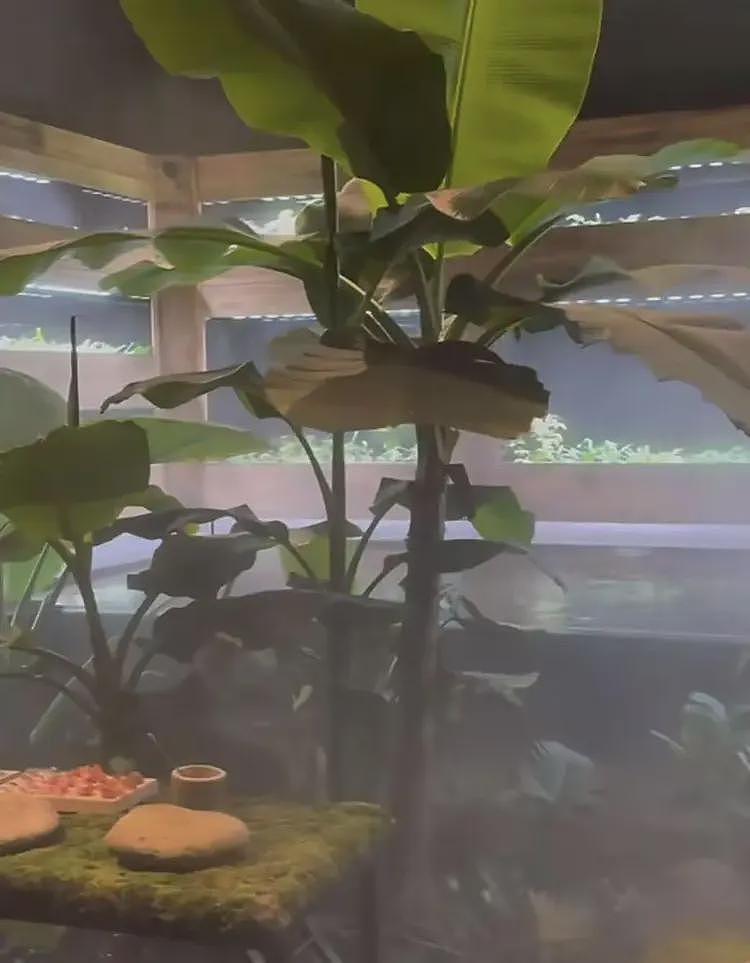 这不是玩笑?上海这家餐厅,请你啃树叶、吃大象粑粑,人均餐费居然要这个数(组图) - 2